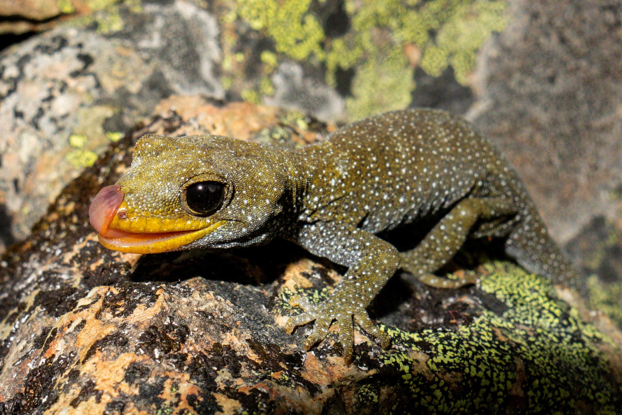 Mokopirirakau Galaxias | NZHS